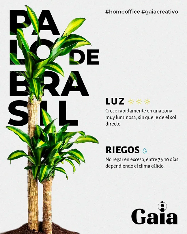 Infografía de planta