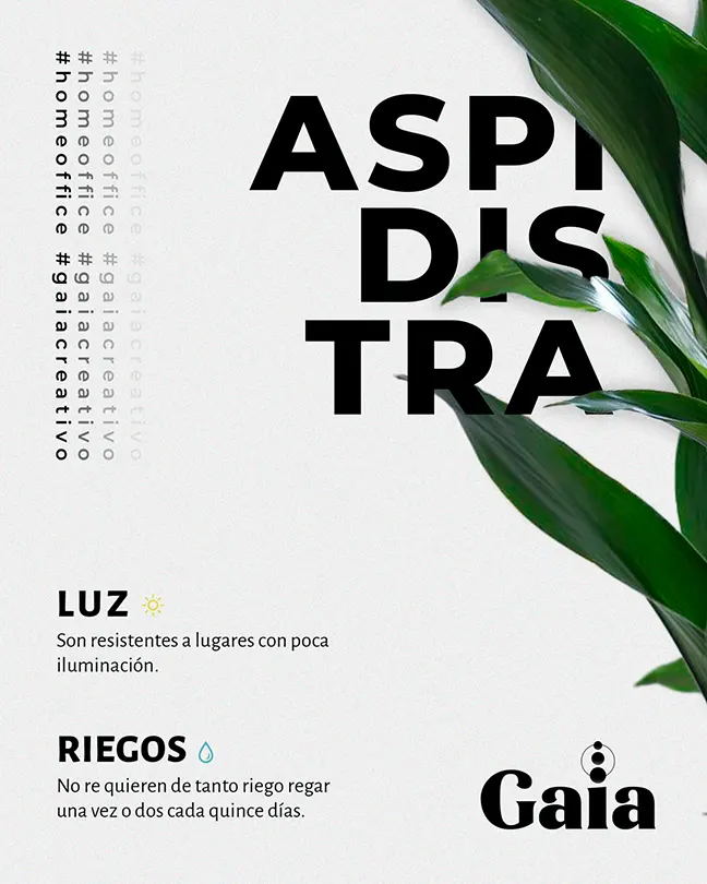 Infografía de planta