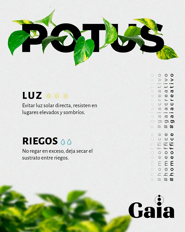 Infografía de planta