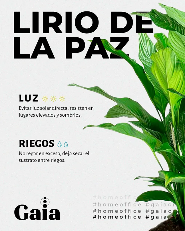 Infografía de planta